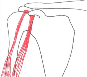 Confronteren Verpersoonlijking fundament Spierpees: Peesklacht biceps ter hoogte van de schouder | Fysiotransparant